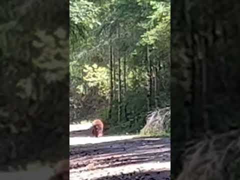 Hiking Alone is Fun until THIS Happens