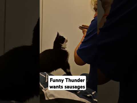 POV: Cats are Funny