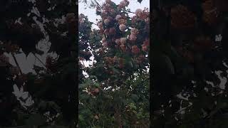 #nature #beauty #calmness #happyminds #flowers #colors #randomone #justwalkingtimevideo.... #youtube