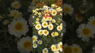#whatsapp_status #shorts #pandaboi #pandaboireactions #pandaboititkok #tiktok #funnytiktoks #funny