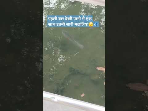 घर के पास के तालाब मे दिखी ढेर सारी मछलियां 😮🐟 #fishvideo #pondfishing #fishing  #shortsvideo