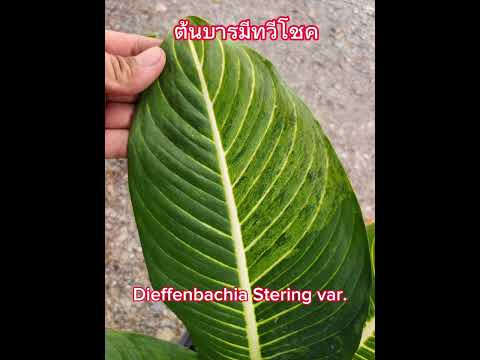 ต้นบารมีทวีโชค @ทุกคน