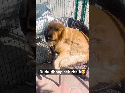 Dudu vid D le rha h😂🤣 #doglover #love #aisaclutchnhidekhahoga #comedyvideos #funny #desidog #like