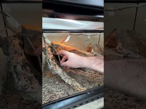 New Blood Shooting Lizard?! #shorts #animals #reptiles #lizard #dinosaur #animal #reptile