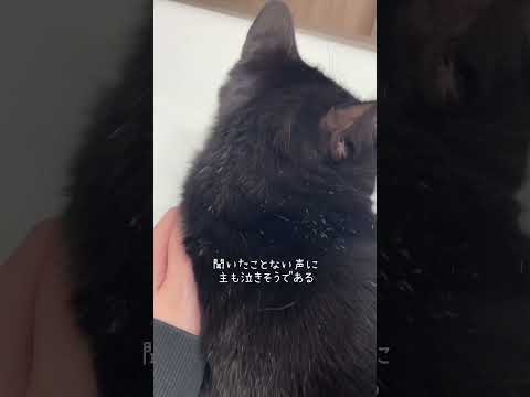 病院あるある　#猫 #ネコズ