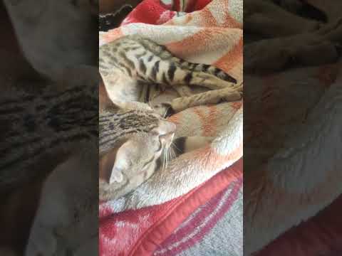 #cutebaby #cat #cutecat