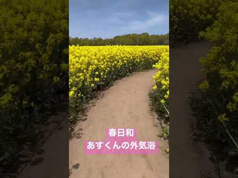 【生後1カ月】【初めての外気浴】満開のチューリップと菜の花畑