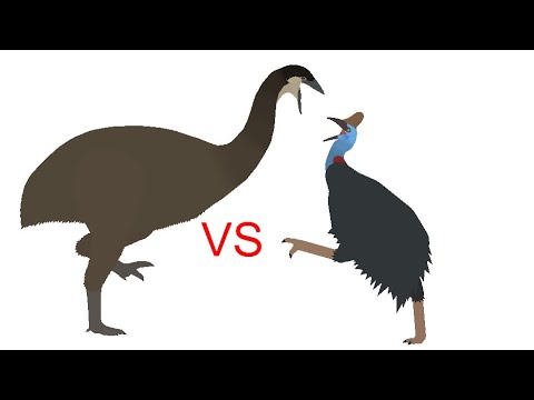 Elephant Bird Vs Cassowary