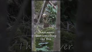 I've NEVER seen something like this... #scary #cryptids #shorts