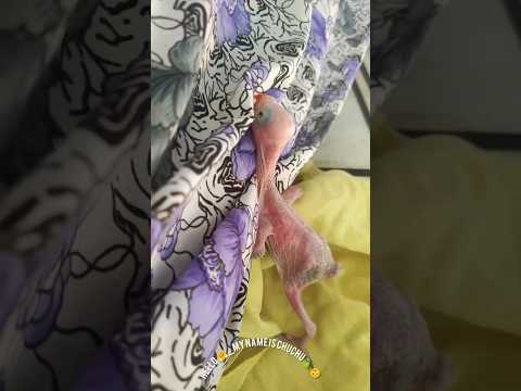 🦜☺️#india #viralvideo #beutifull #parrot #birdslover #ytshorts #birds #youtubeshorts