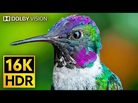 Real Beauty of Wild Animals in 16K VIDEO ULTRA HD - Dolby Vision