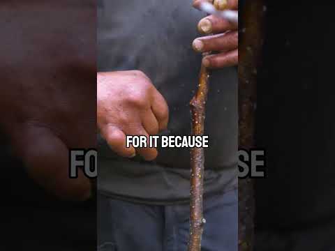 Honey Harvesting From Mountains. Scariest