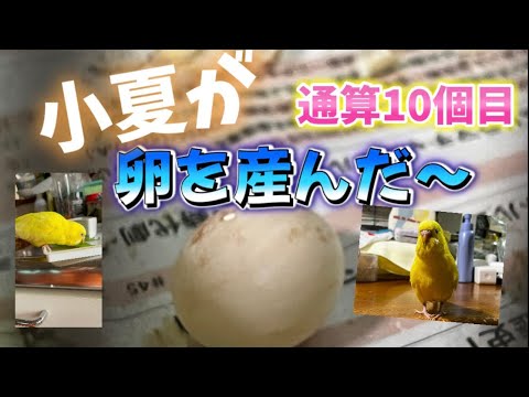 セキセイインコの小夏(3才10ヵ月)が通算10個目の卵を無事に産みました🥚