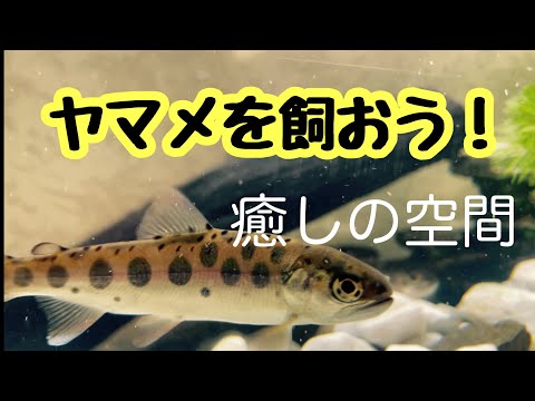 【ヤマメ釣り】ヤマメを飼育してみる