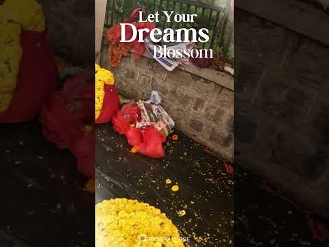 Let Your Dreams Blossom #shorts