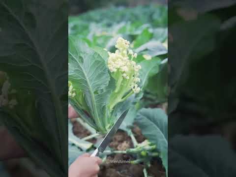 Beautiful Nature with Rural Life #shorts #naturalife #rurallife1080p1