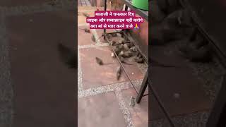 करणी माता मंदिर देशनोक,करणी माता मंदिर सफेद चूहा, karniMata temple deshnok Bikaner #rajasthanculture
