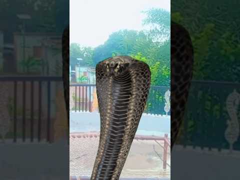 ichadhari nag vs kaal nag #naagin7 #fighting #shorts @Handbasket-tv