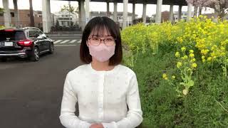 【ノーブラ散歩】菜の花畑がとっても綺麗でした🌼川和市民の森【うみ散歩】