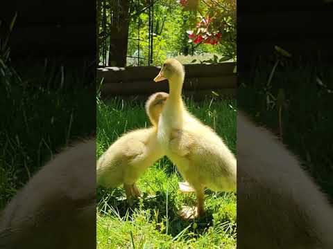 First Time Outside #waddlingduck #raisingducks #ducklings