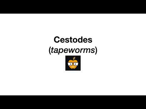 Cestodes (Tapeworms)