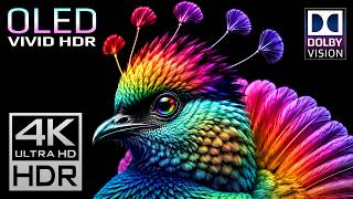 Vivid HDR OLED Display Test 240fps | Nature Video 4K Animals (8K Video ULTRA HD TV)