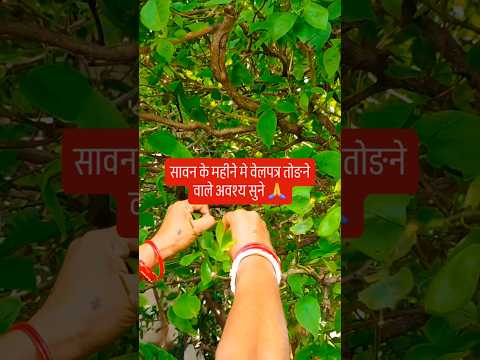 सावन के महीने मे वेलपत्र तोडने वाले अवश्य सुने🙏🙏 #pradeepmishrajidhankeupay #upay #upar #शिव #facts