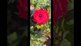 #rose #flowers #flowervibes #garden #gardenvibes #nature #flowerlover