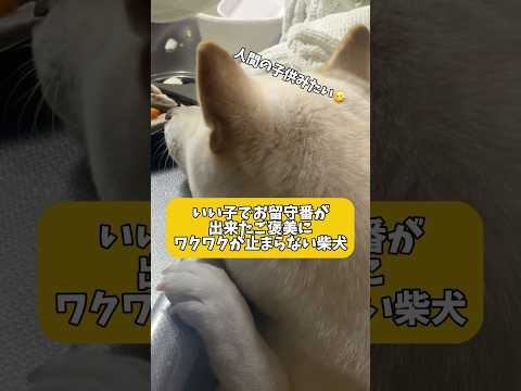 人間の子供みたいにワクワクしてる柴犬　#shorts #柴犬 #犬 #dog