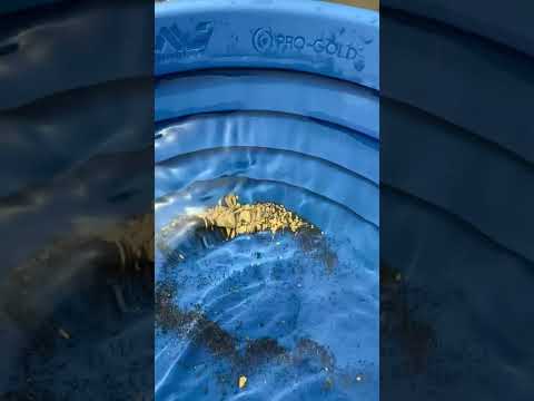 Guess the total? smashing day on the river 💪 #gold #goldpanning #adventure