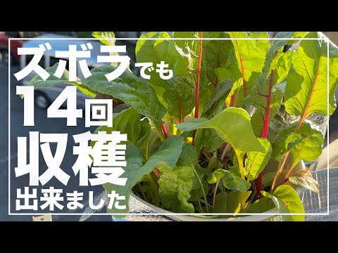 【1年中育てられる】スイスチャードを植木鉢で水耕栽培したらほとんど放置でたくさん収穫出来た！秋冬家庭菜園おすすめ！