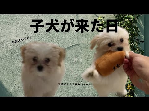 新しい家族が増えました。#shorts #puppy#dog