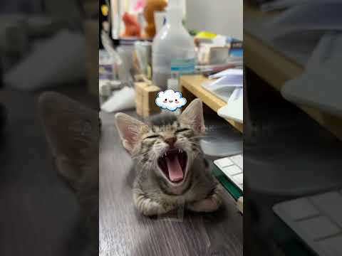 Mischievous Kitten Knocks Over Water Glass | Funny Cat Moments #kitten #cats #catscute