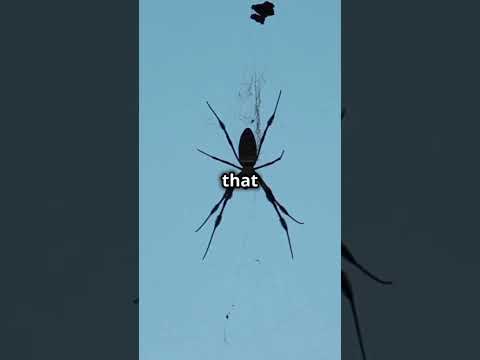 5 Mind-Blowing Spider Facts You Didn't Know | Amazing Spider Secrets Revealed!