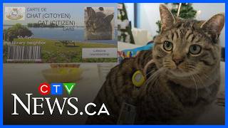 Cat visits the library so often, he now has his own library card