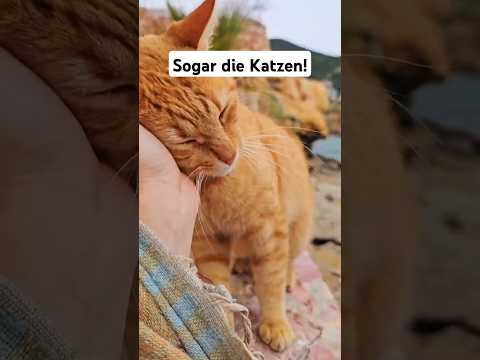 In dieser Stadt ist alles orange! 🍊🐅 #Katze #Griechenland