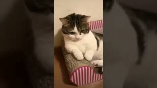 CAT - FUN TIKTOK VIDEO #shorts #shortsvideo #tiktok #tiktokvideo #shortsvideos