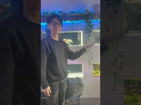 大変お待たせしました！バタバタしていましたが自宅をDIYで事務所兼飼育場にしてお引越しと確定申告も終わり明日から投稿していきます！今後もよろしくお願いします#金魚#保護施設#引き取り#アクアリウム