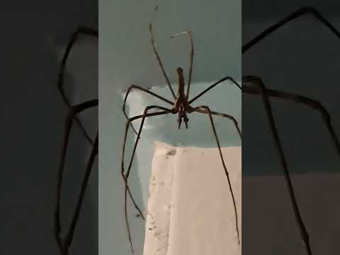 I know I'm supposed to be some kind of spider guy but WTH IS THIS?
