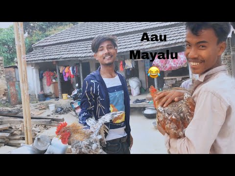 Gau ma Vale 🐓Pakaara  Khaiyo🤤