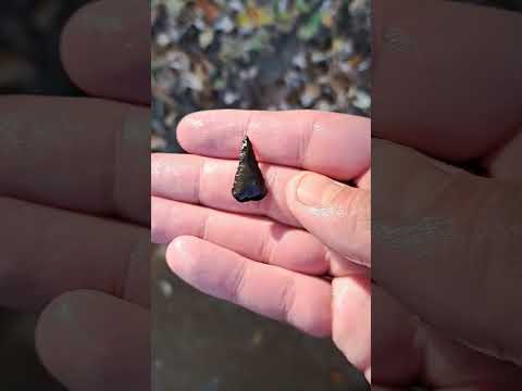 Tiny Bird Point #arrowheadfind #oldbottle #arrowhead