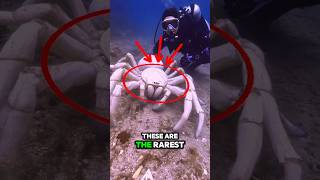Rarest Animals Ever Discovered! #shorts #trending #rareanimals