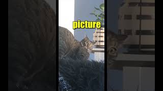 How to Annoy Your cat....😾