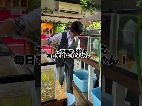 金魚屋さんの水換え！金魚ショップあまてらす #アクアリウム #金魚