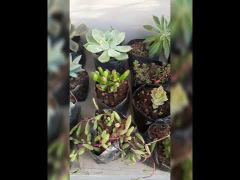 Succulents