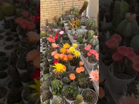When CACTUS BLOOMS🌸🌵 #shortsfeed #plants #flowers