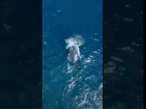 WATCH: An Orca TORPEDO through a Great White Shark!