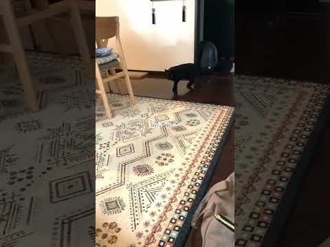 実家大好き界隈 #猫 #cat #ねこ
