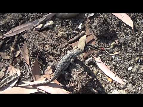 San Diego Adventures Balboa Park Rose and Cactus Garden- Free Stuff to do in San Diego