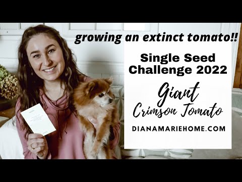 Growing an Extinct Tomato for the #SingleSeedChallenge2022 | Giant Crimson Tomato